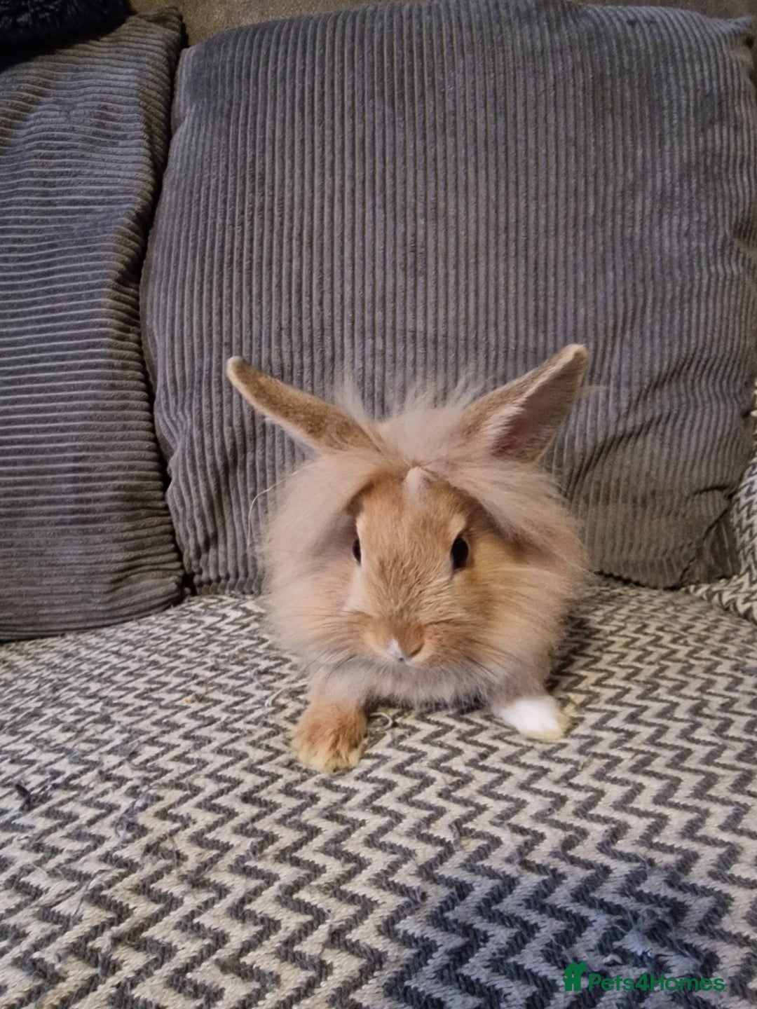 Lionhead rabbits for sale: Lionhead baby rabbits  - Image 8