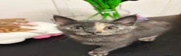 Scottish Fold cats for sale: 2 Scottish Fold Kittens - Advert 5