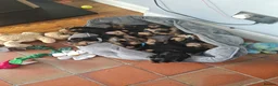 Yorkshire Terrier dogs for sale: Beautiful Yorkshire Terrier Puppies  in Downpatrick - Advert 14