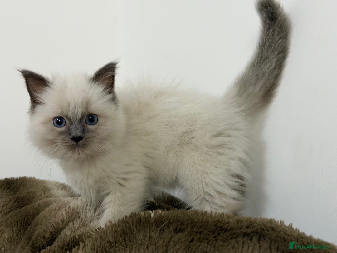Ragdoll cats for sale: 3 Girl Ragdolls Available, Cute and fluffy!  - Advert 20