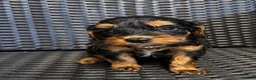Cockapoo dogs for sale: ADORABLE COCKAPOOS  - Advert 20
