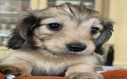 Miniature Dachshund dogs for sale: Gorgeous LH mini Dachshunds KC Reg ⭐️⭐️⭐️⭐️⭐️ - Image 2