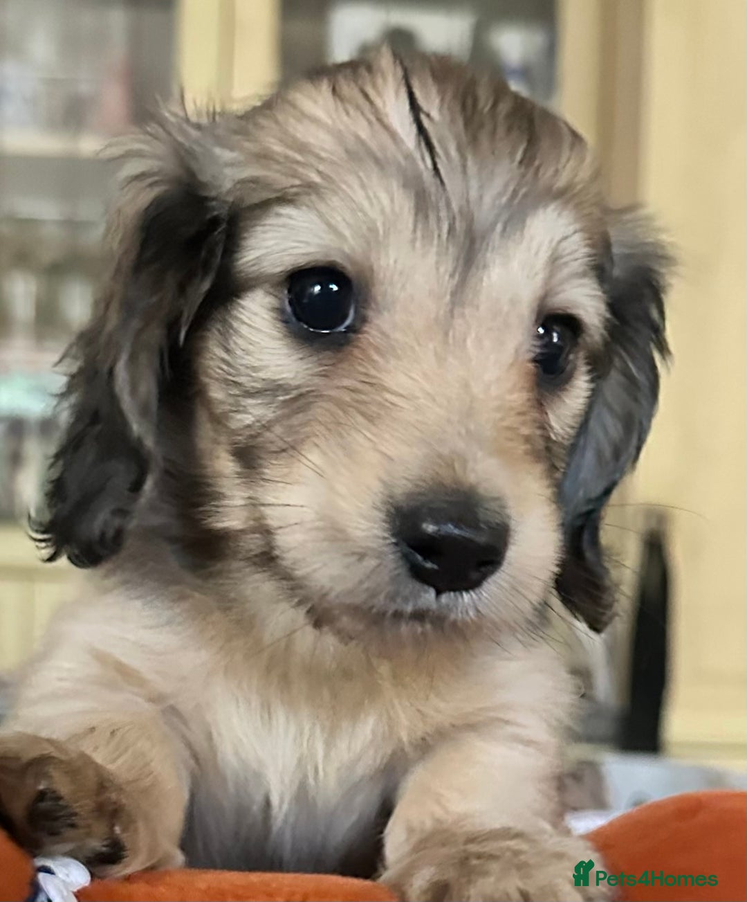 Miniature Dachshund dogs for sale: Gorgeous LH mini Dachshunds KC Reg ⭐️⭐️⭐️⭐️⭐️ - Image 2