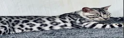 Bengal cats for sale: Stunning Neutered Bengal Male Silverstorm Trooper - Advert 2