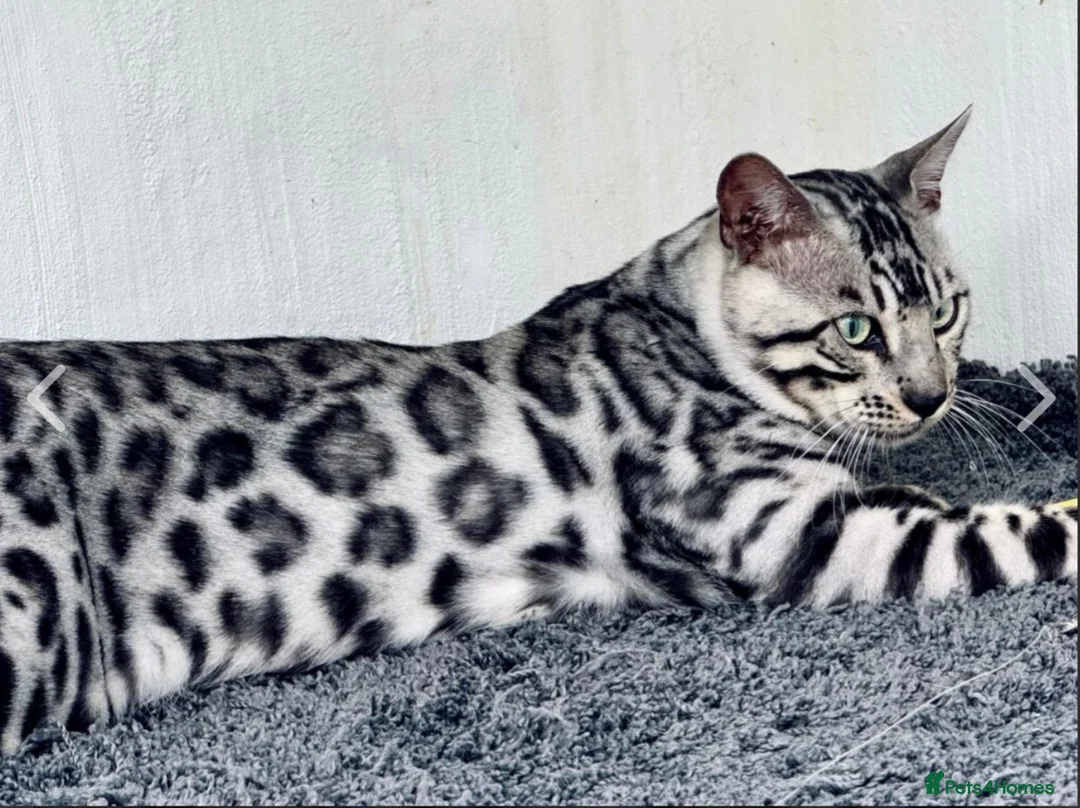 Bengal cats for sale: Stunning Neutered Bengal Male Silverstorm Trooper - Advert 2