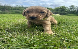 Golden Retriever dogs for sale: Kc pedigree golden retrievers (fox red  in Malton - Image 27