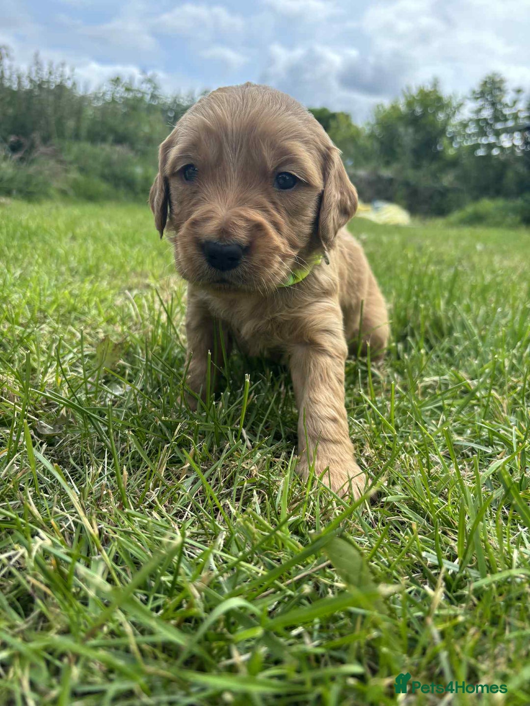 Golden Retriever dogs for sale: Kc pedigree golden retrievers (fox red  in Malton - Image 27