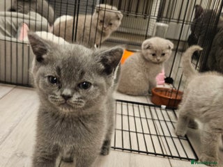 Scottish Fold cats 🐱British Shorthair x Scottish Fold Kittens🐱 - Advert 4