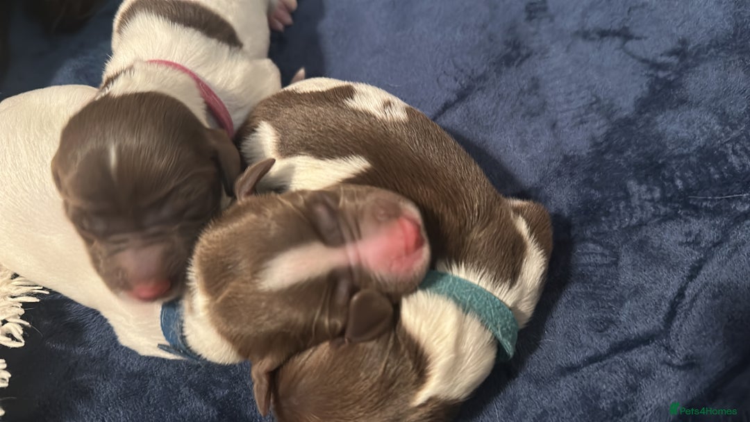 English Springer Spaniel dogs for sale: KC registered Springer Spainel  - Advert 20