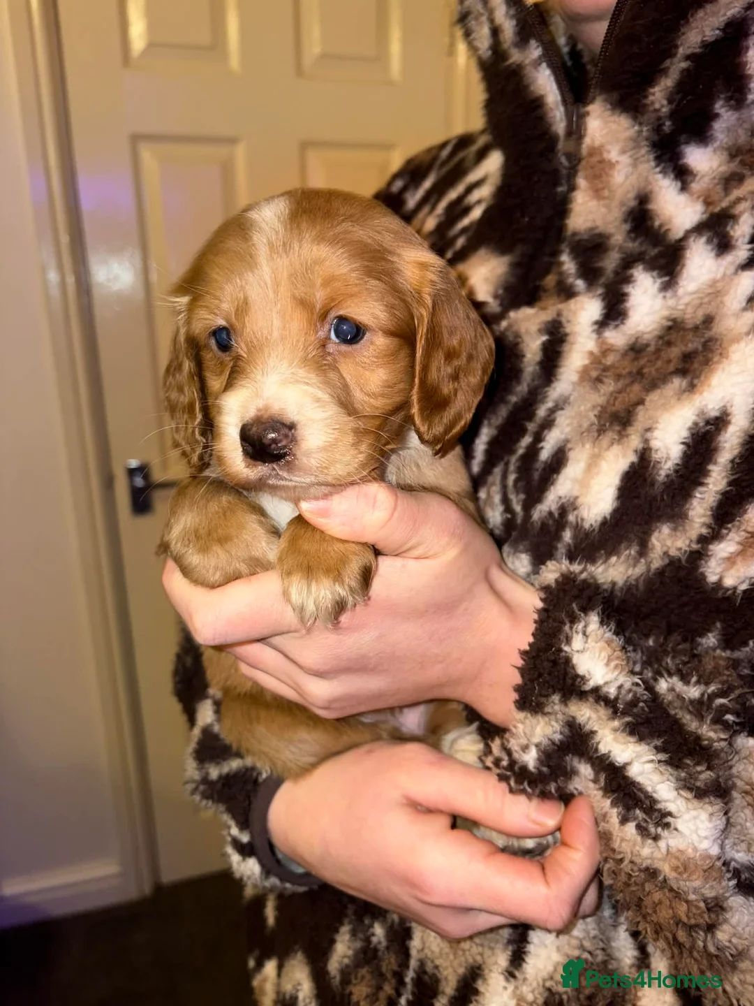 Cockapoo dogs for sale: Cockapoo puppies  - Advert 9