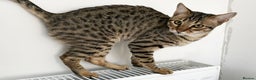 Savannah cats for sale: Three beautiful F5 SBT Savannah sisters - Advert 26