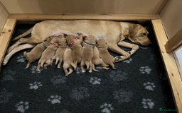 Labrador Retriever dogs for sale: Yellow Labrador Puppies - Image 40