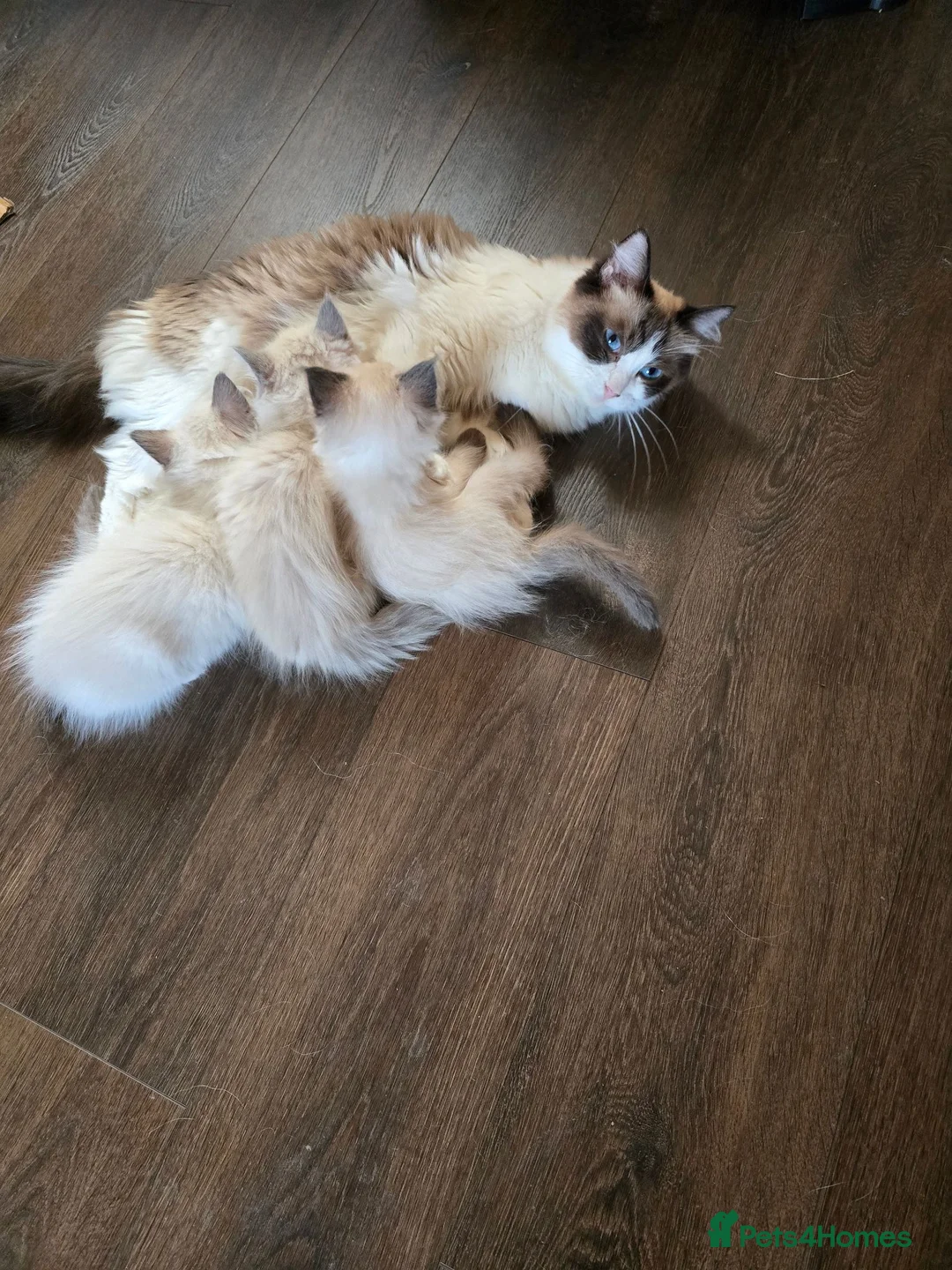 Ragdoll cats for sale: Ragdoll kittens from gçcf registered parents - Advert 1