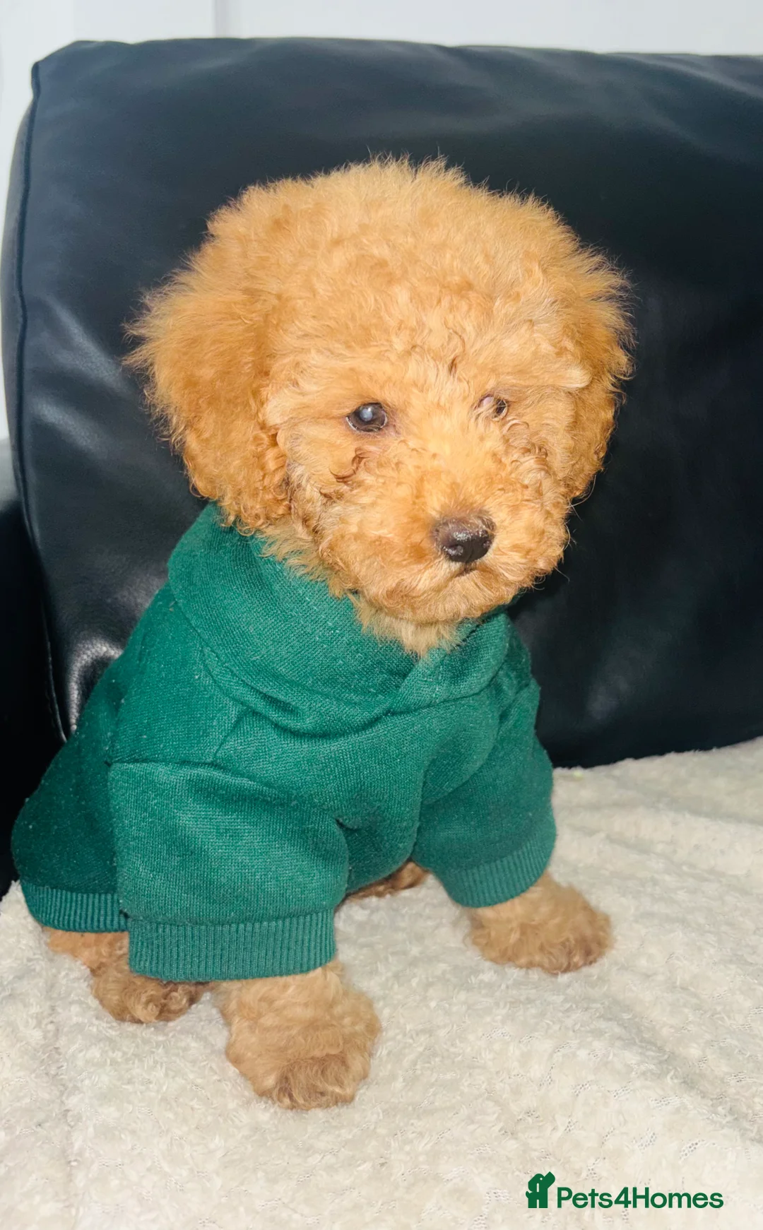 Toy Poodle dogs for sale: Toy Poodle - Advert 3