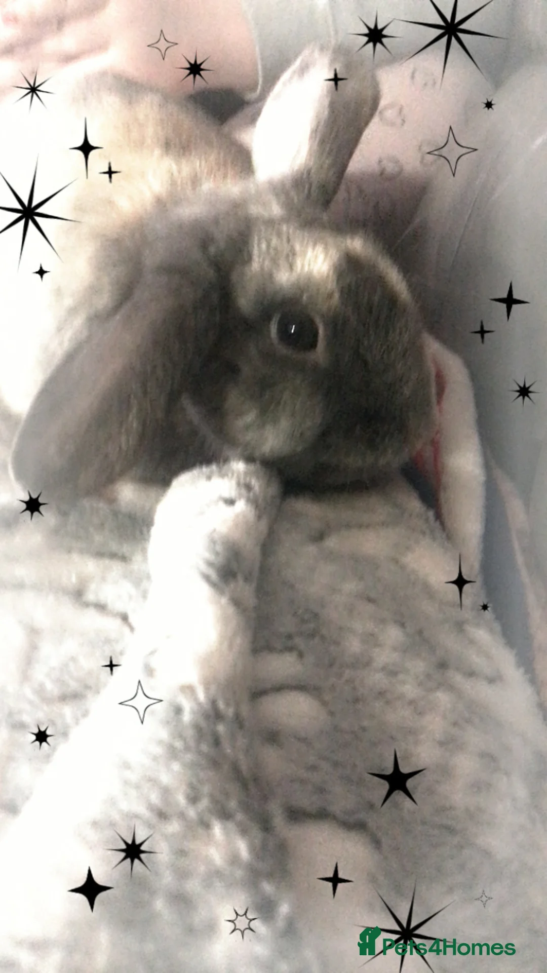 Mixed Breed rabbits for sale: Mixed lion head  in Preston - Advert 6