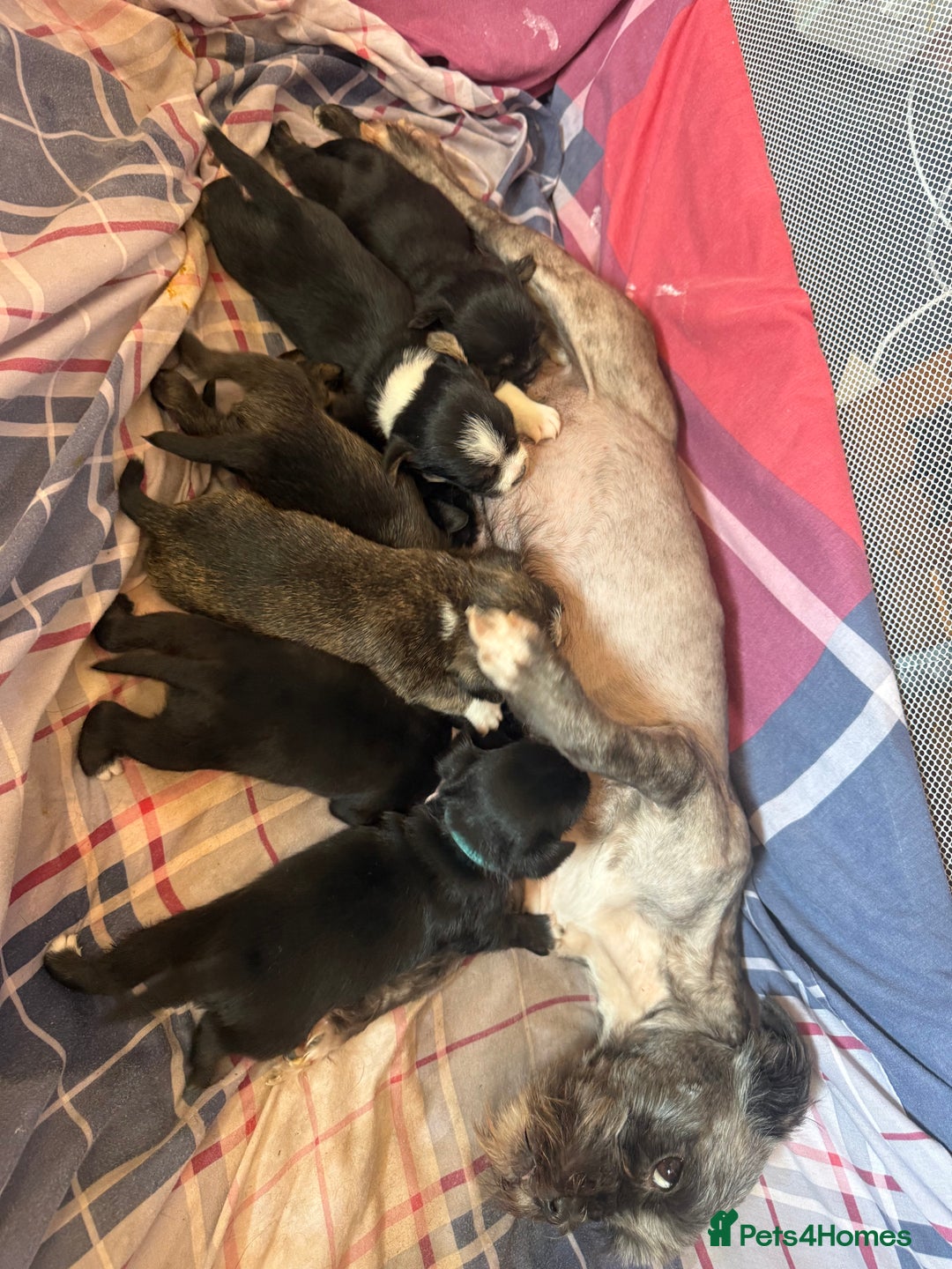 Mixed Breed dogs for sale: Lhasa Apso Cross - Image 15