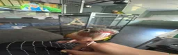 Conures birds for sale: Pineapple conure pair!! - Advert 9