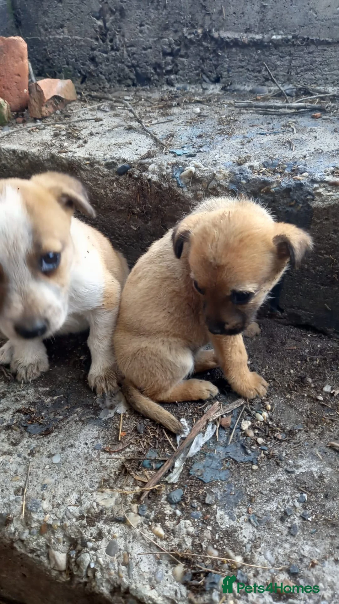 Mixed Breed dogs for adoption: 💖 Meet JESSICA 💖 - a story of Strength and Love - Advert 25