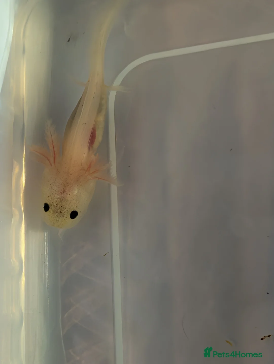 Axolotl reptiles for sale: Baby axolotls available for next day delivery  - Advert 8