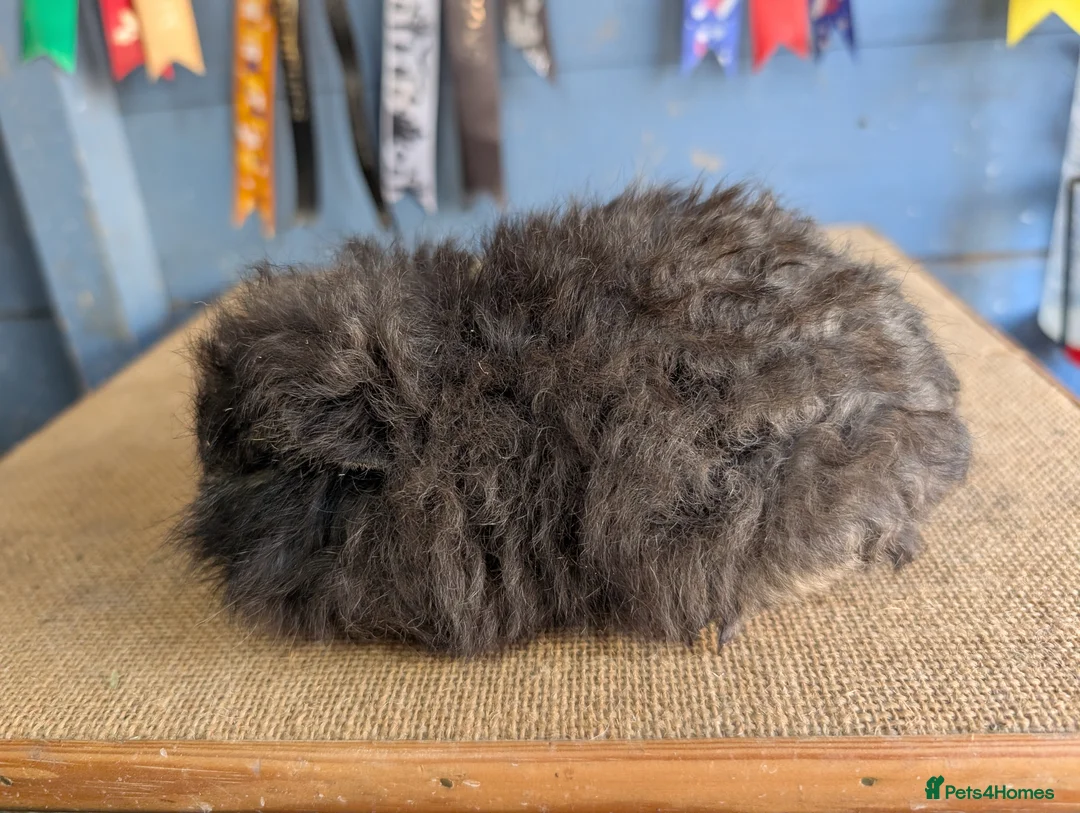 Guinea Pig rodents for sale: Baby swiss boars  - Advert 2
