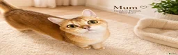 British Shorthair cats for sale: READY NOW! GCCF Register, Silver chinchilla Girls - Advert 14
