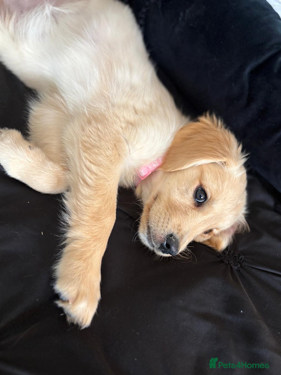 Golden Retriever dogs for sale: Golden retrievers - Image 4