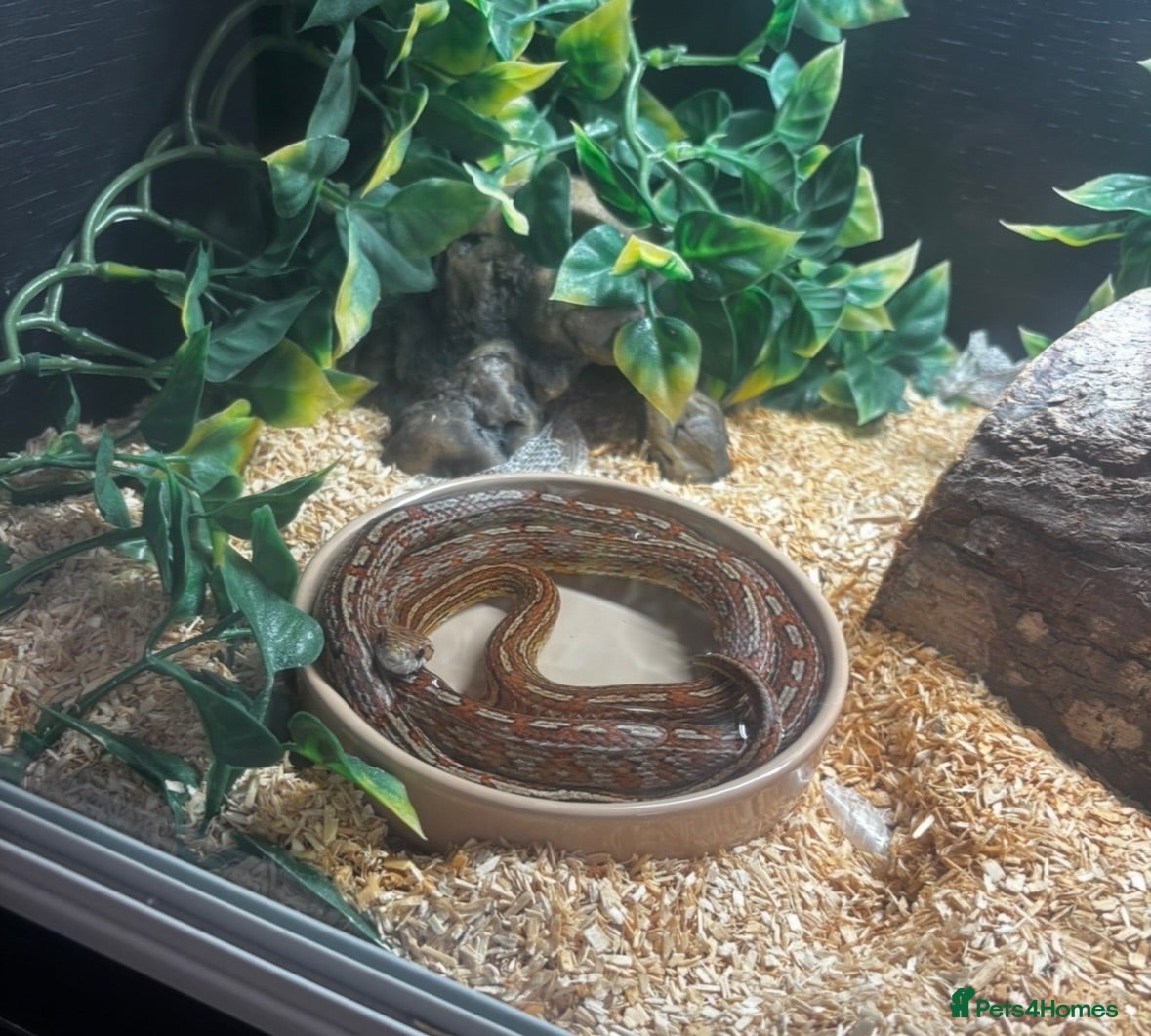 Corn Snake reptiles Corn snake for sale - Advert 2