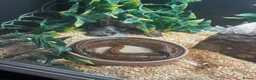 Corn Snake reptiles for sale: Corn snake for sale - Advert 1
