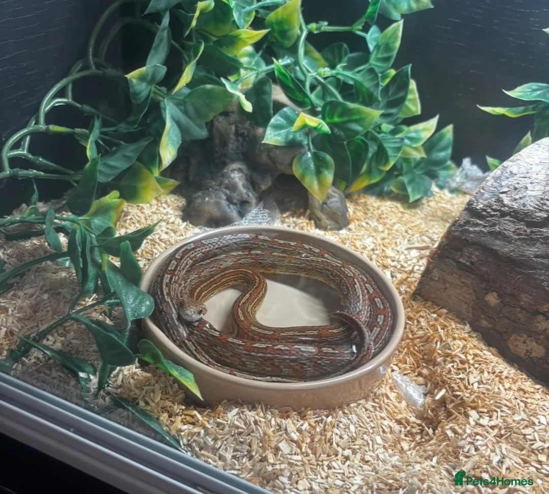 Corn Snake reptiles for sale: Corn snake for sale - Advert 1