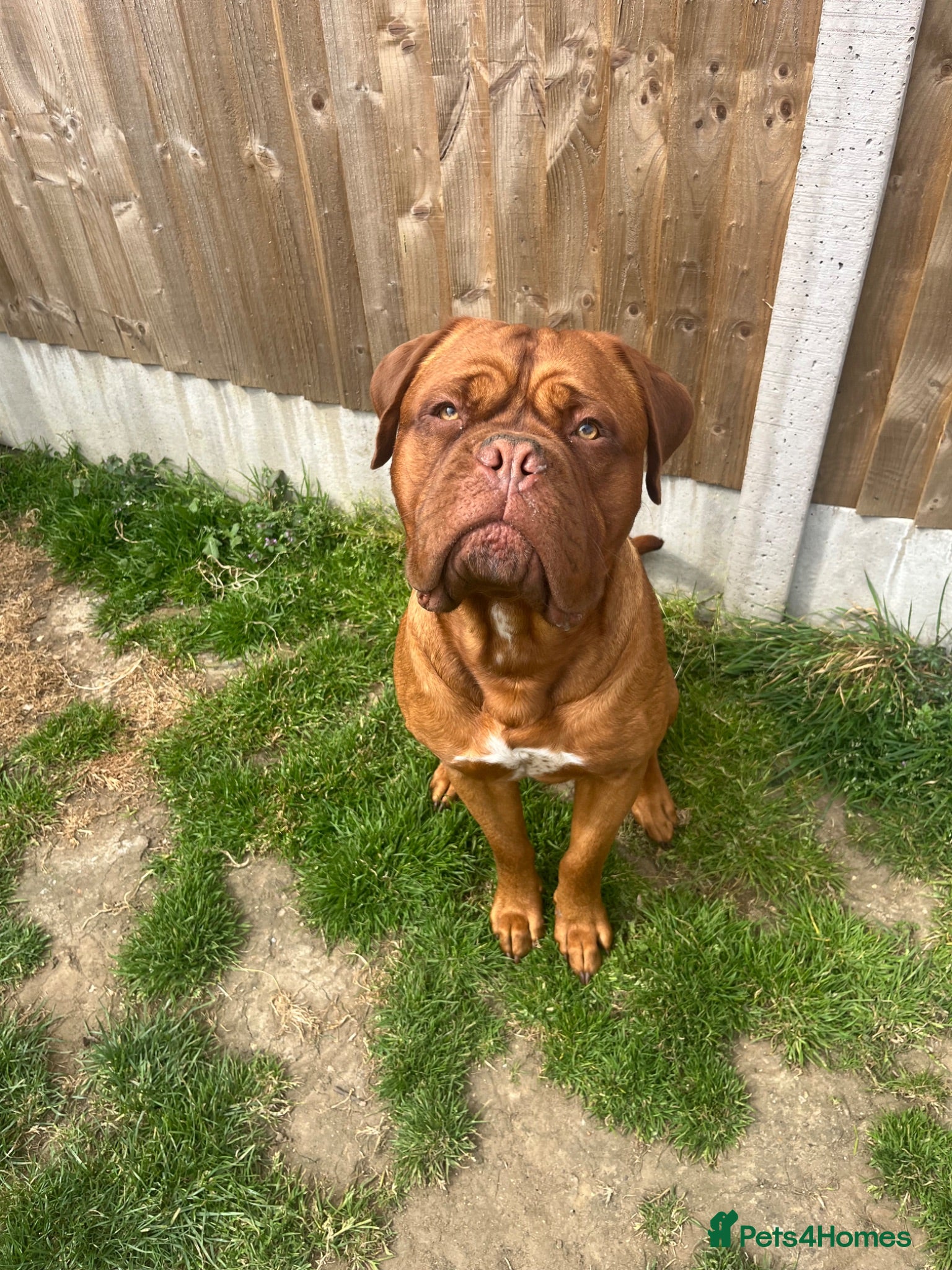 Dogue De Bordeaux dogs Kc Dogue de Bordeaux  - Advert 11