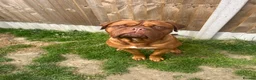 Dogue De Bordeaux dogs for sale: Kc Dogue de Bordeaux  in Ashford - Advert 1