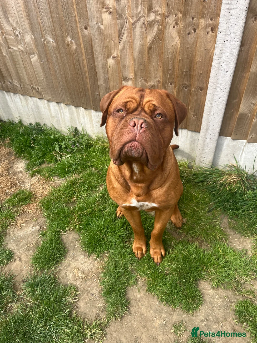 Dogue De Bordeaux dogs for sale: Kc Dogue de Bordeaux  in Ashford - Advert 1