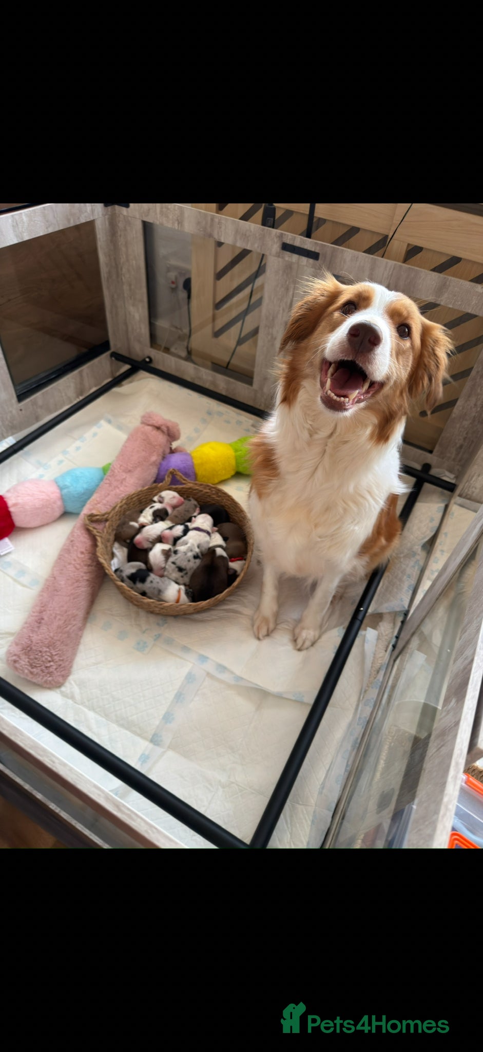 Border Collie dogs for sale: Stunning Show line puppies,various colours  - Advert 1