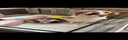 Border Collie dogs for sale: Stunning Show line puppies,various colours  - Advert 1