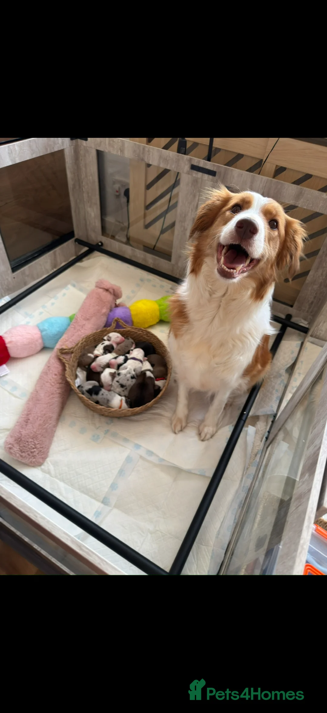 Border Collie dogs for sale: Stunning Show line puppies,various colours  - Advert 1