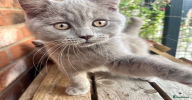 British Shorthair cats - Advert 9