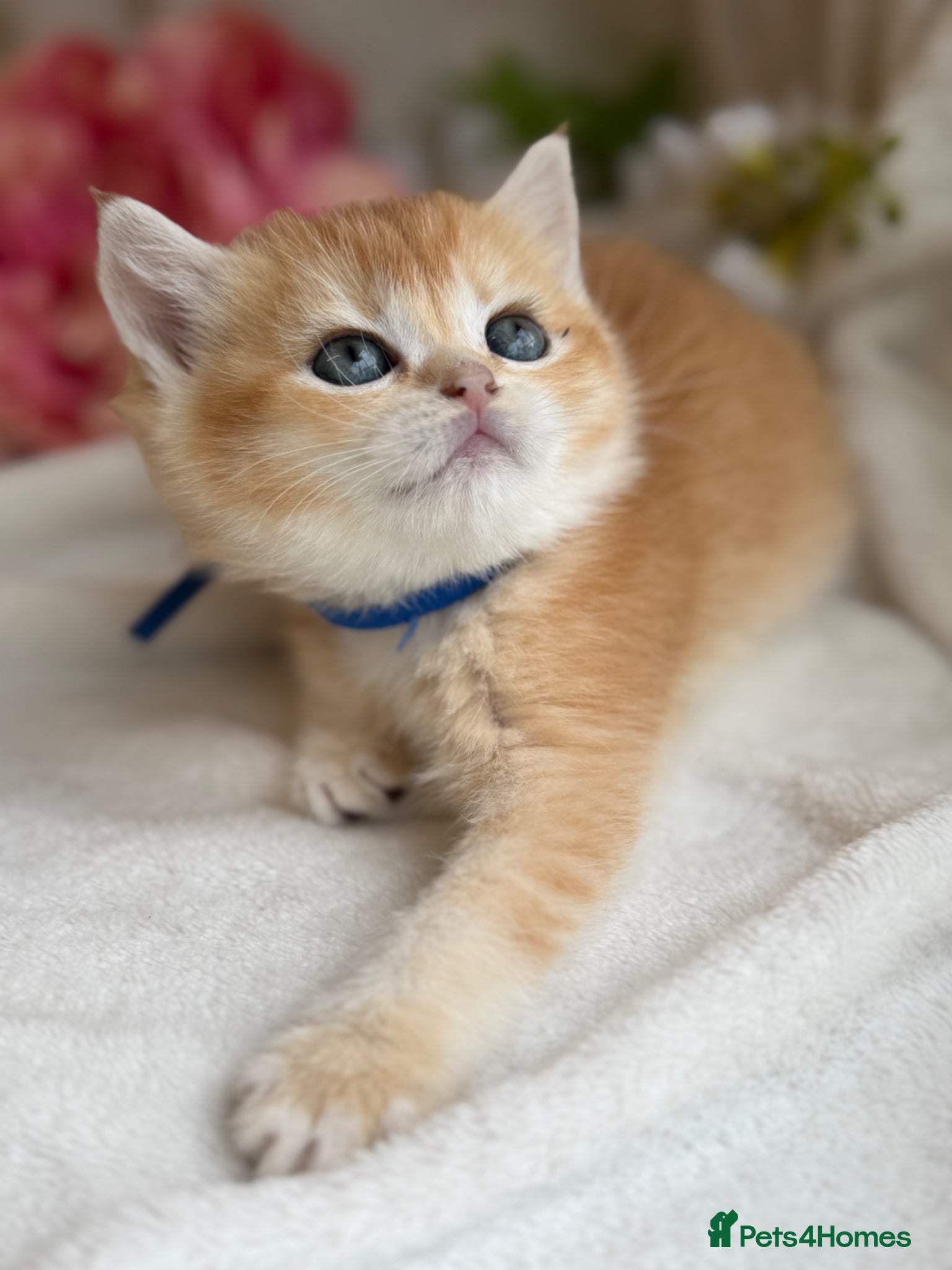 British Shorthair cats for sale: British shorthair golden adorable kitten GCCF  - Advert 16