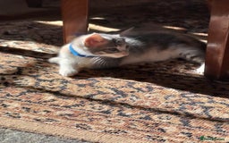Mixed Breed cats for sale: Gorgeous Kittens - Image 9