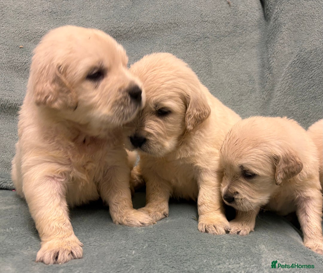 Golden Retriever dogs for sale: Golden Retriever Pups from Health Tested Parents  - Advert 28