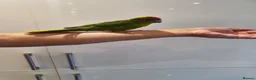 Parakeets birds for sale: Handreared baby Kakariki for sale  - Advert 10