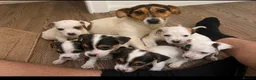 Jack Russell dogs for sale: Jack Russell  in Wrexham - Advert 1