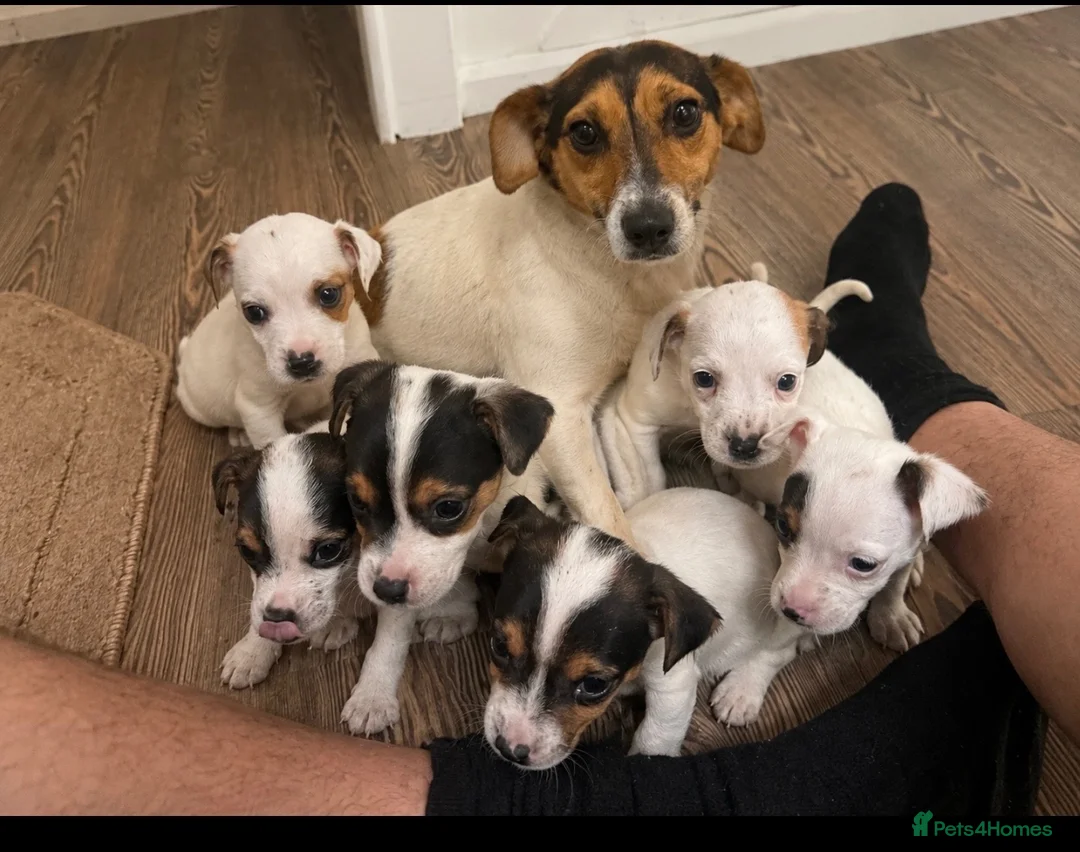 Jack Russell dogs for sale: Jack Russell  in Wrexham - Advert 1