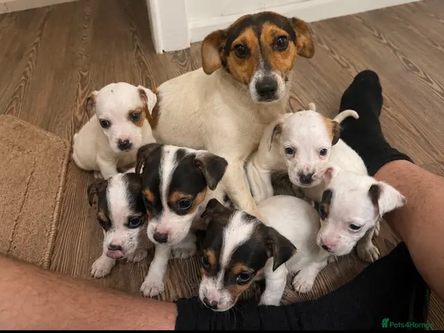 Jack Russell dogs Jack Russell - Advert 19