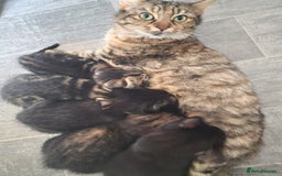 Mixed Breed cats for sale: Ready to leave now  - Advert 7