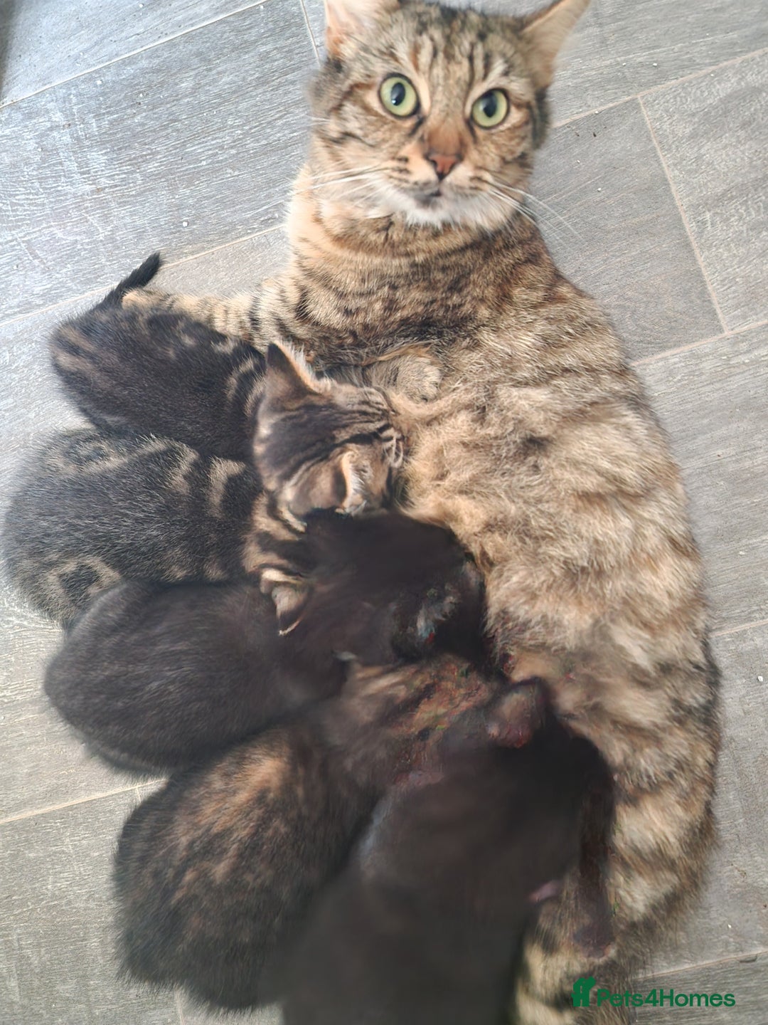 Mixed Breed cats for sale: Ready to leave now  - Advert 7