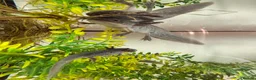 Axolotl reptiles for sale: Black Meleniod axolotls   - Advert 6