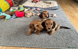 Miniature Dachshund dogs for sale: Longhaired shaded red puppies - Image 19