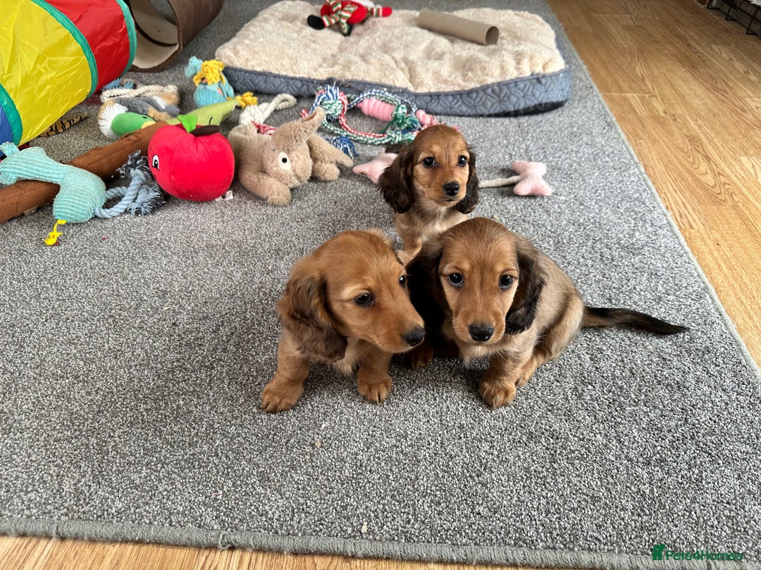 Miniature Dachshund dogs for sale: Longhaired shaded red puppies - Image 19