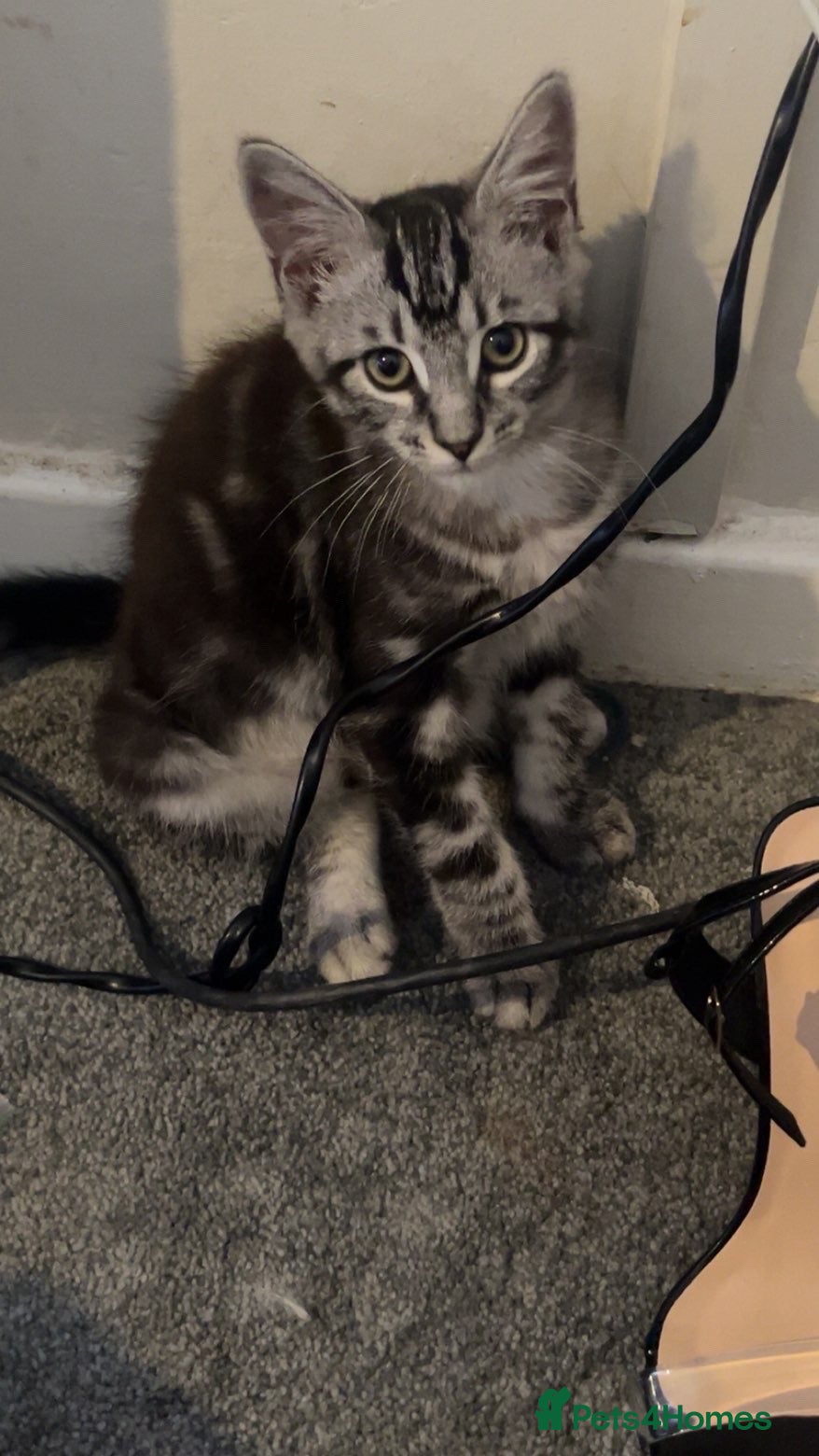 Mixed Breed cats Half Maine coon kitten for sale!  - Advert 2