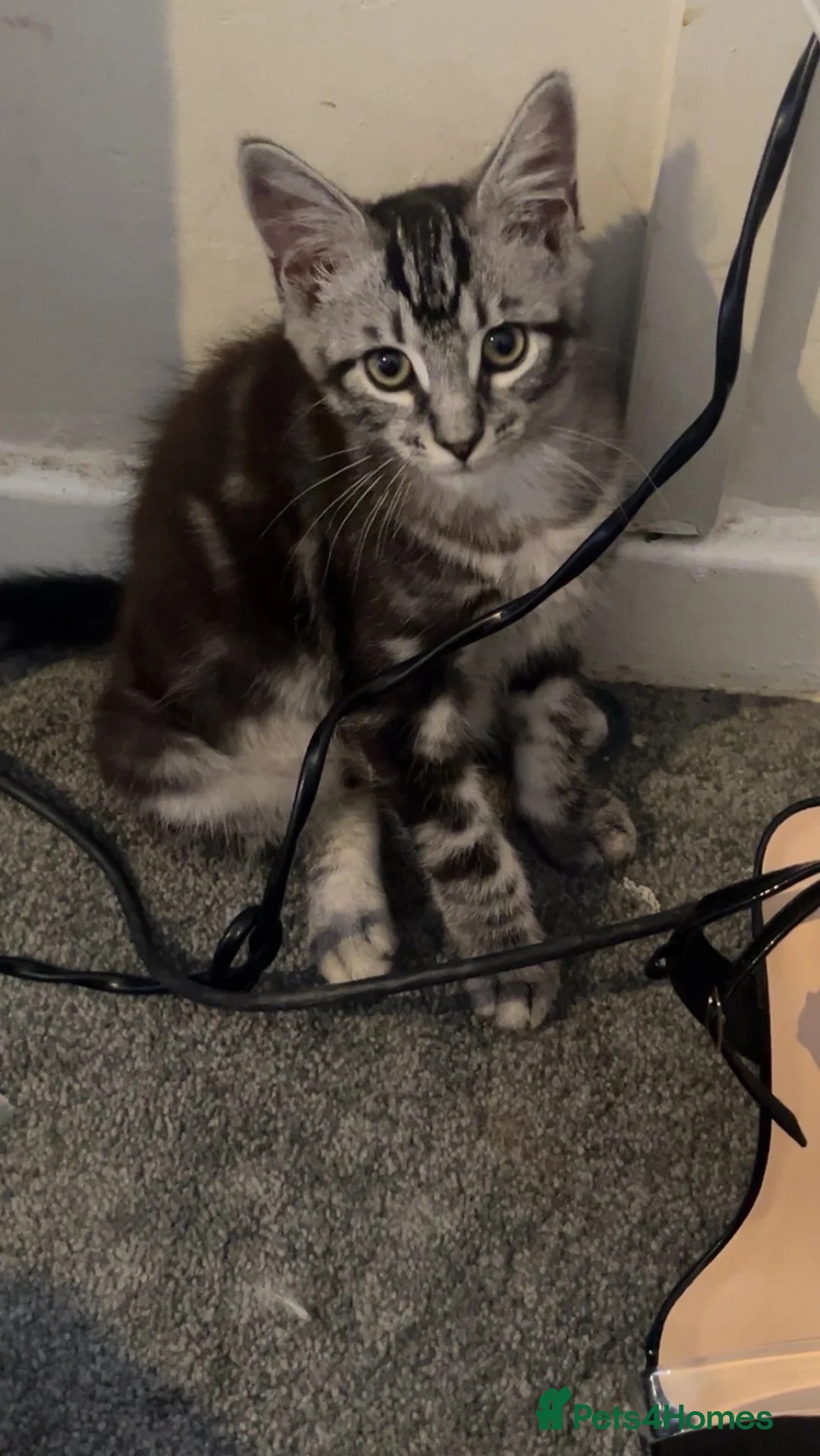 Mixed Breed cats for sale: Half Maine coon kitten for sale!  in Bristol - Advert 1